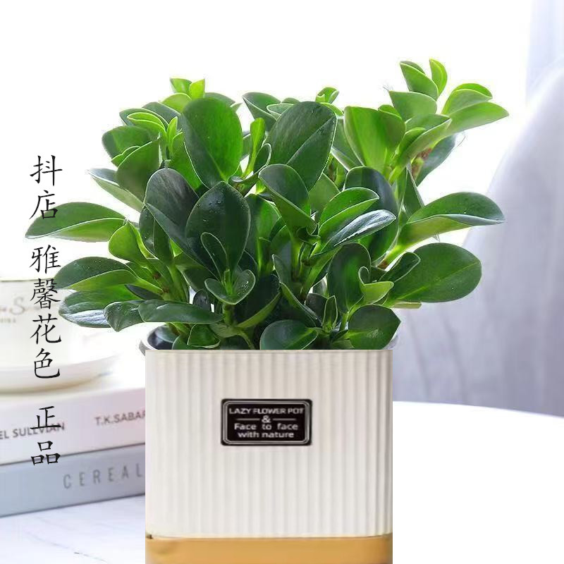 CZ吸烟鬼花豆瓣绿青叶碧玉室内盆栽水培花卉绿植吸甲醛植物