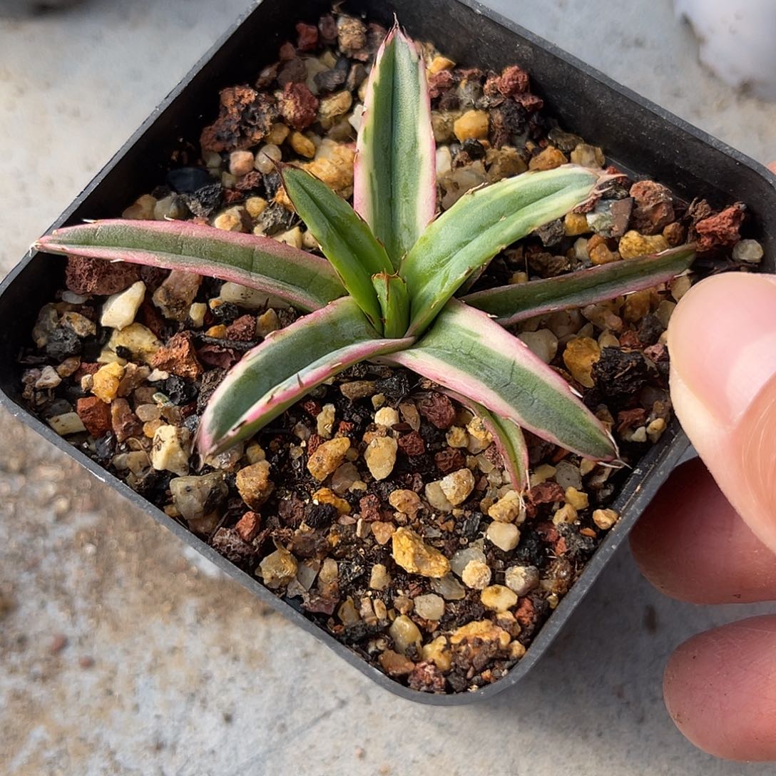 辉山龙舌兰一物一拍