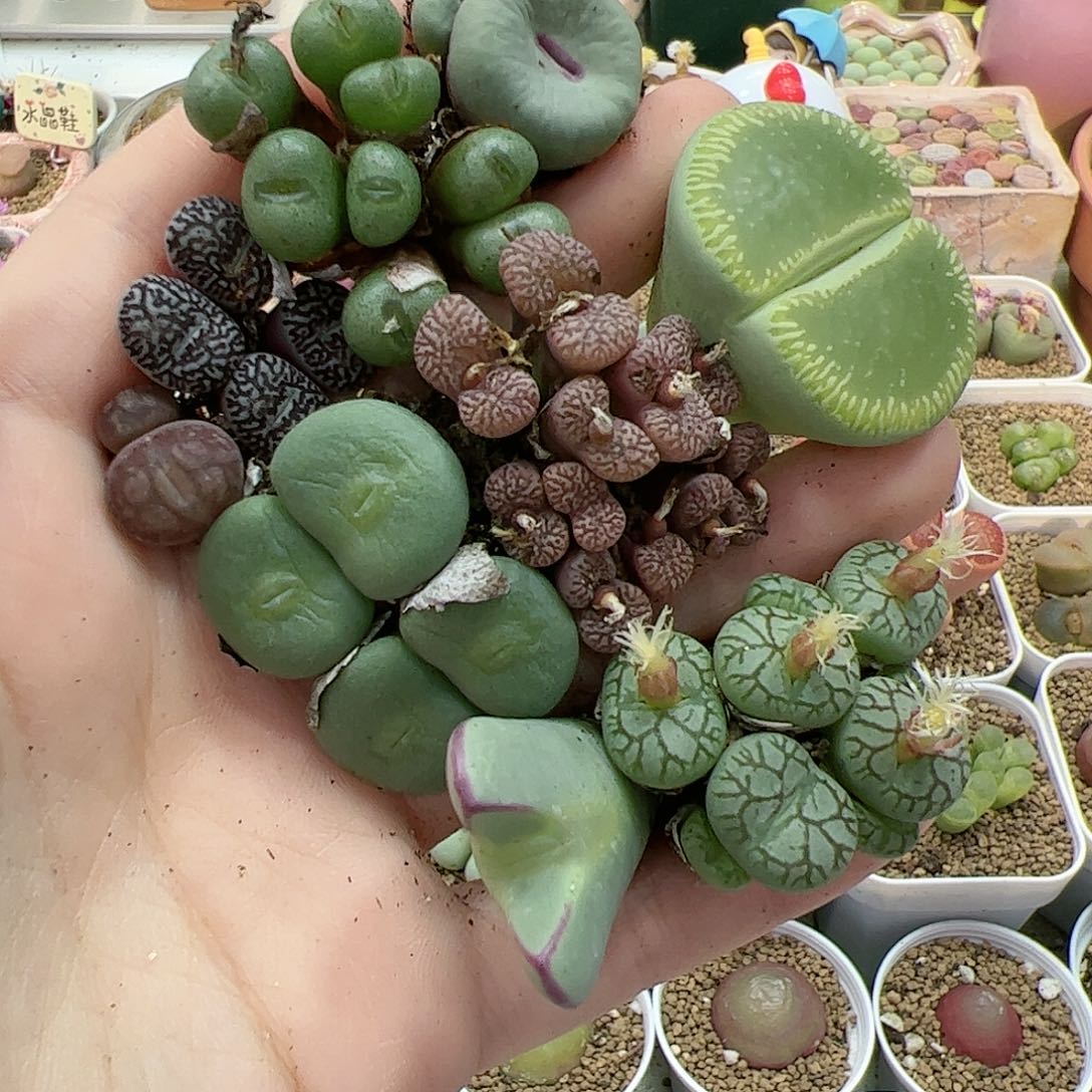 【闪购商品】295 开播福利