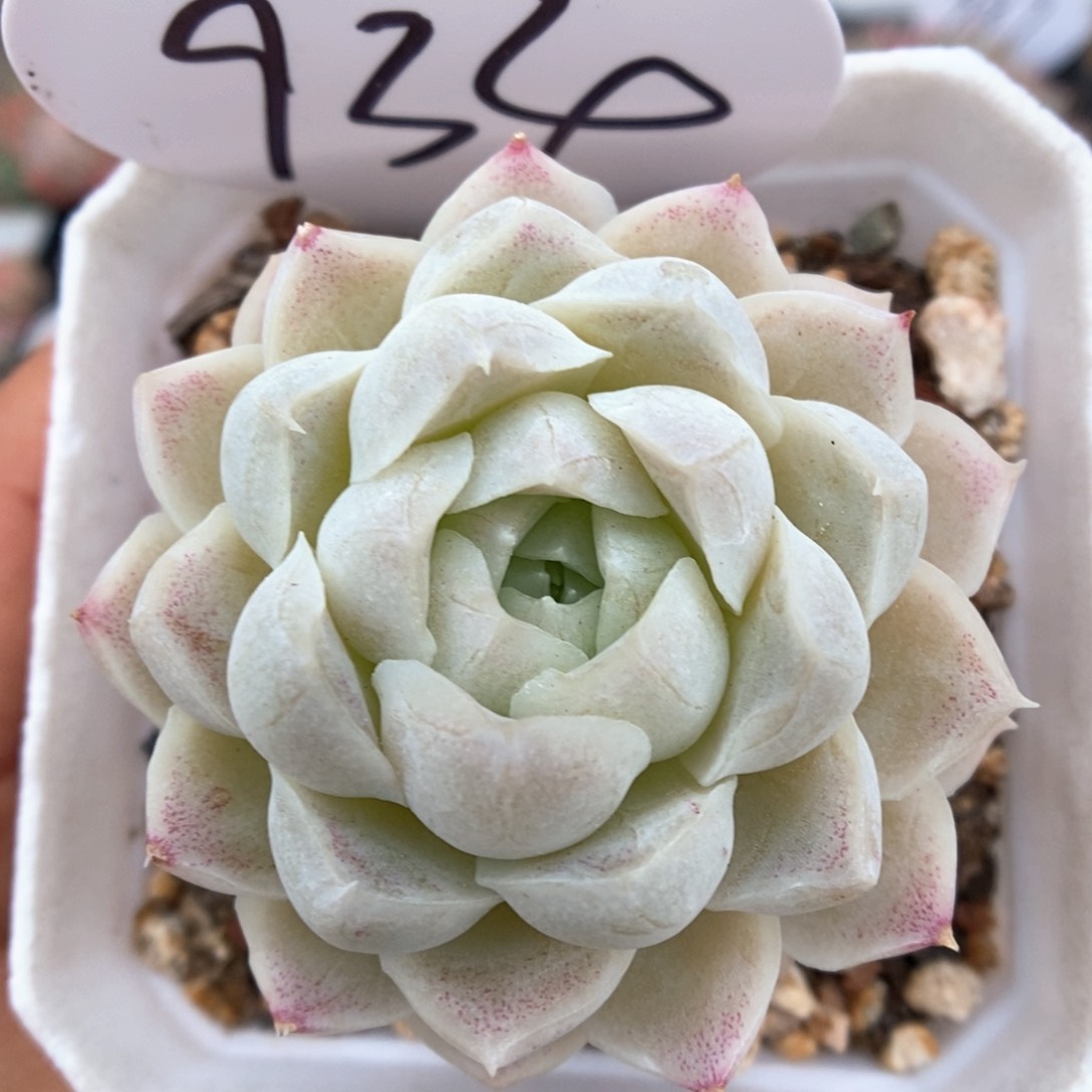 白月影可拍934号。