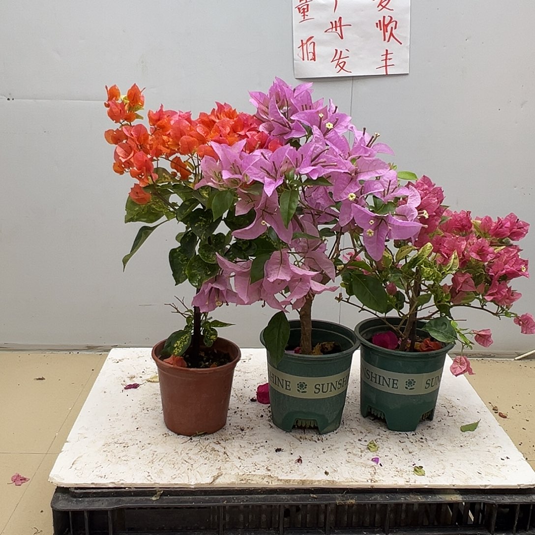 大部分花苞少量开放雪斑橙，新加坡宫粉，米罗组合