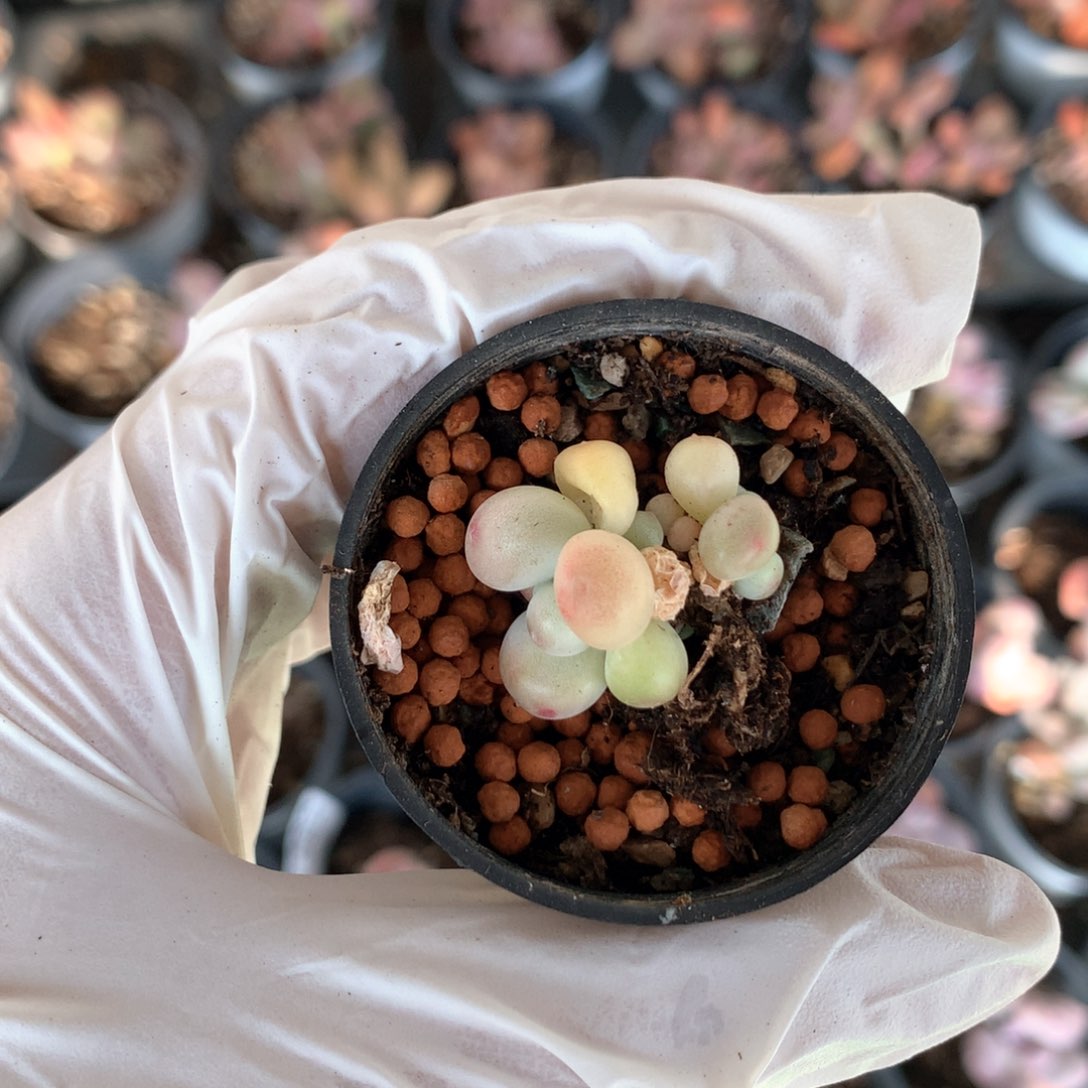 萤火虫萤火虫奶酪367