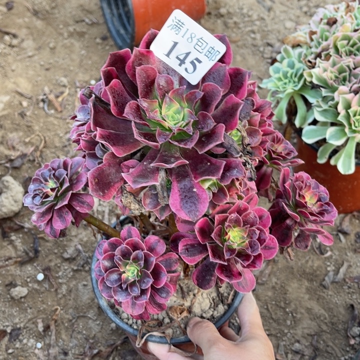 145美杜莎不太圆1号