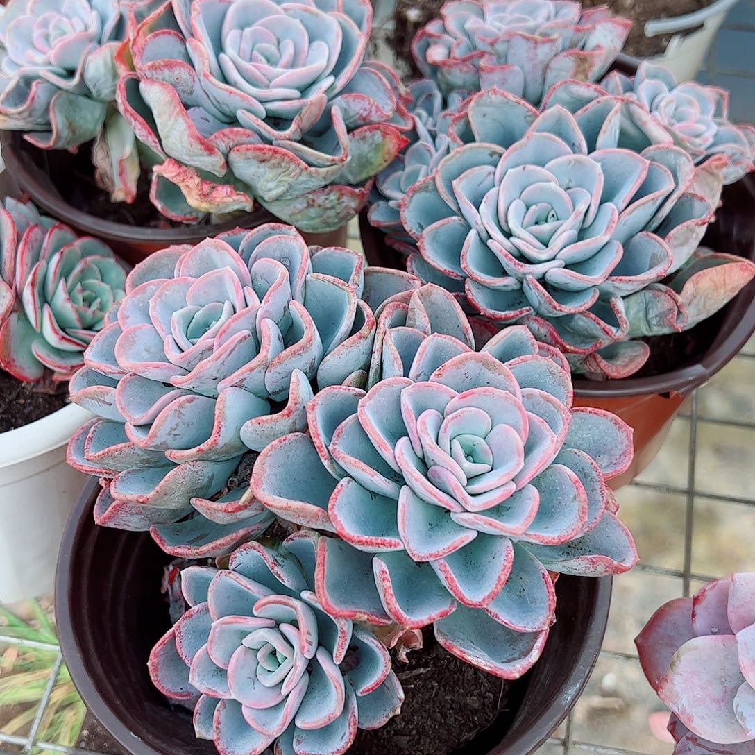 美尻多头群生老桩特价