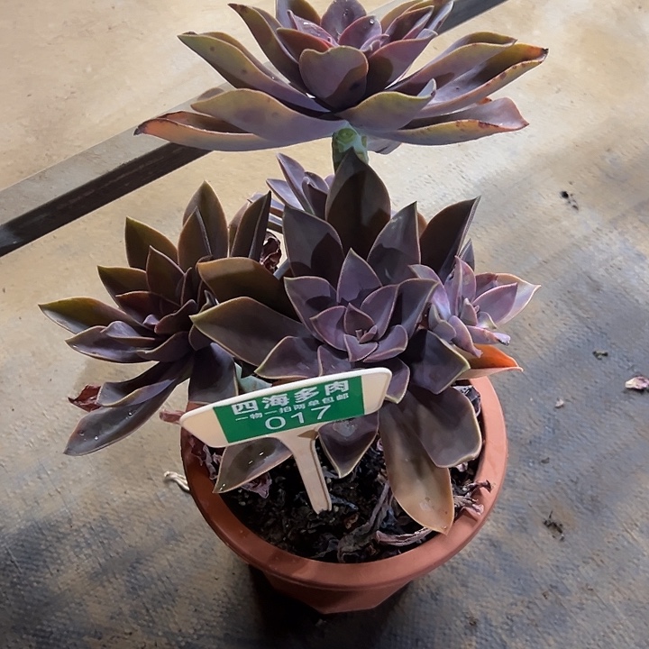 陳****太飞糖多肉植物生长017