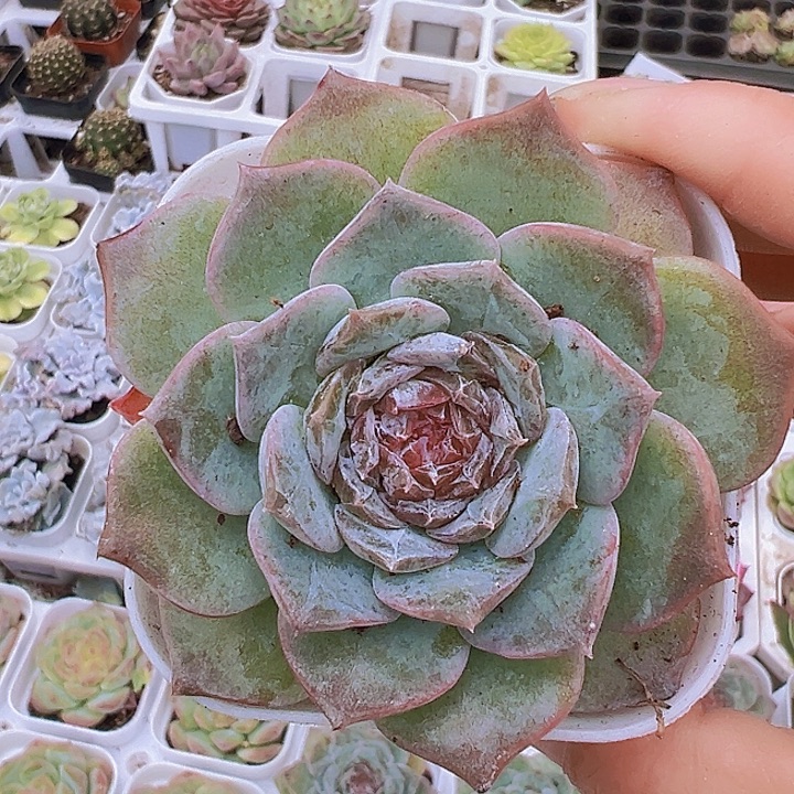 糖心冰莲19包邮多肉植物
