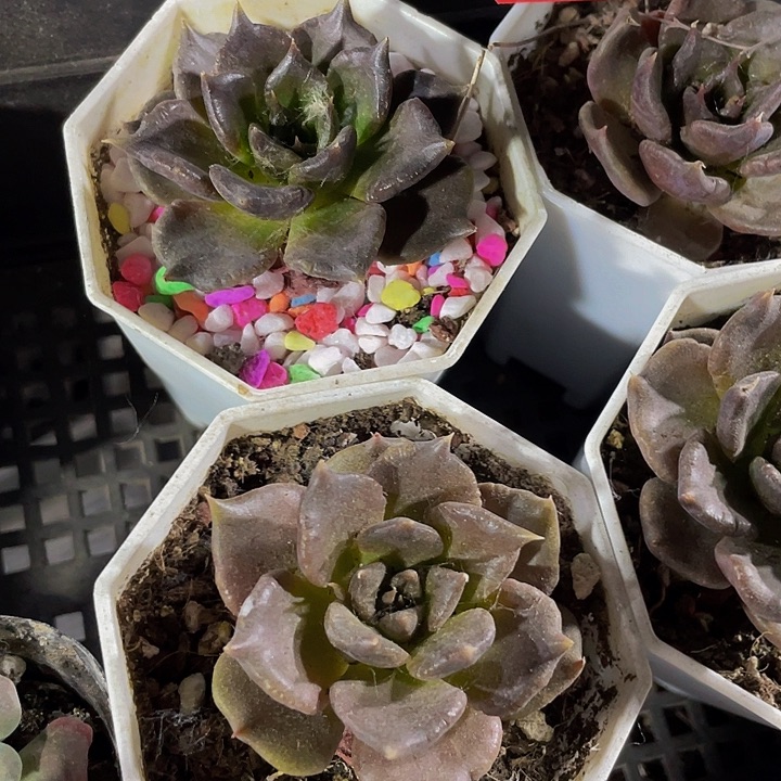 八角盆黑饺子带盆土发