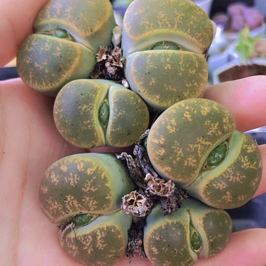 无花朵1168，两颗大群