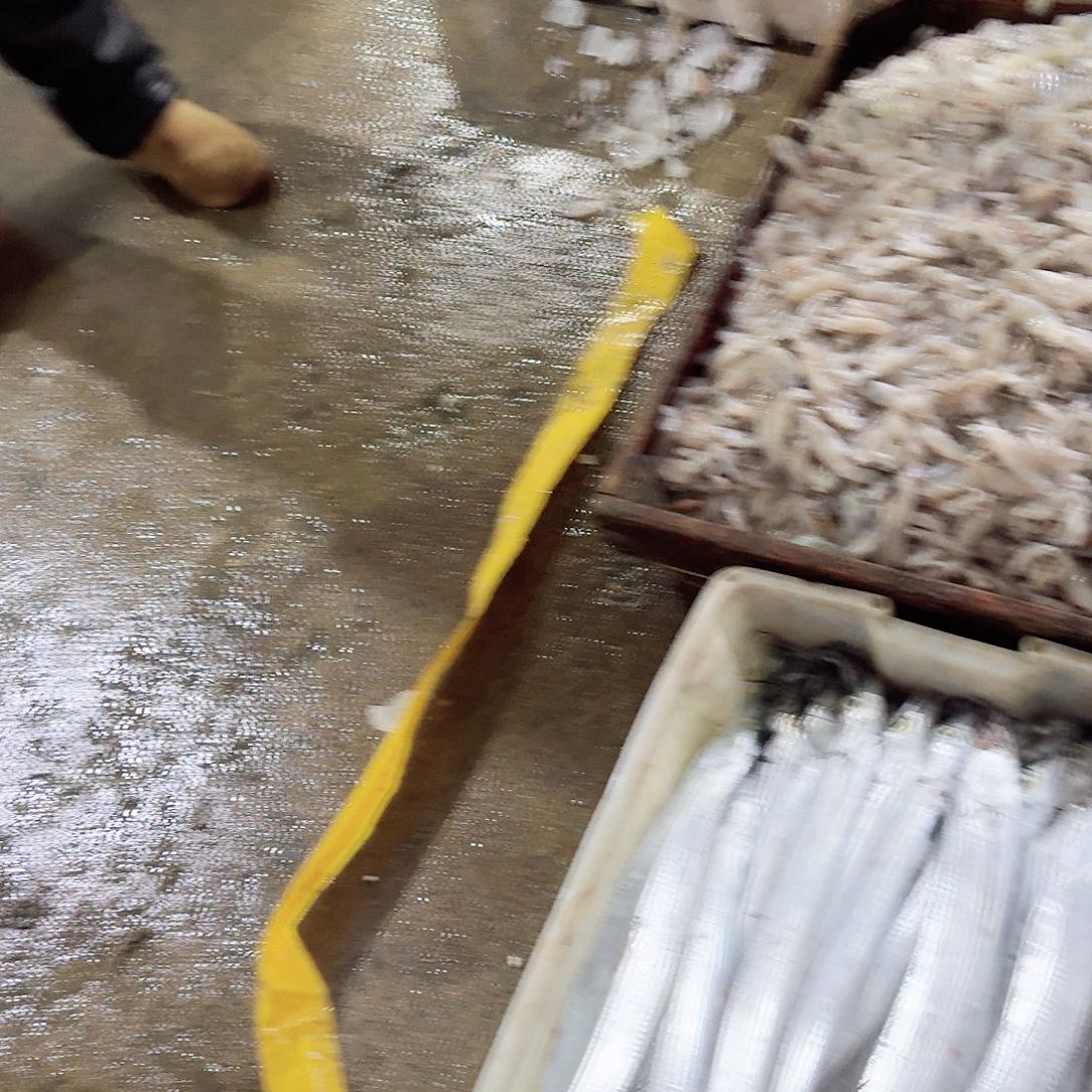 中国大陆渤海湾野生刀鱼刚刚回船