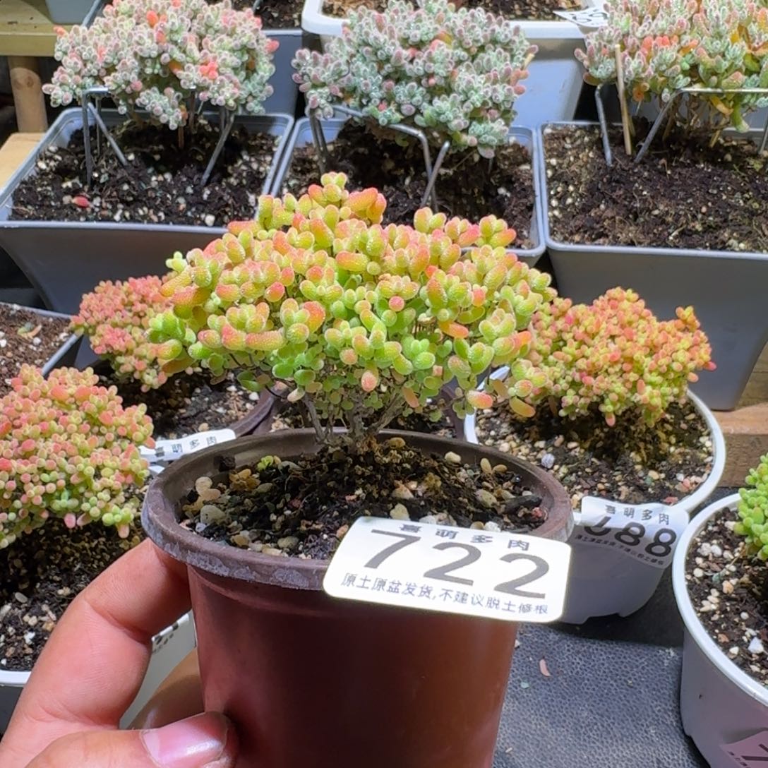 枝干番杏蜜橘糖球722