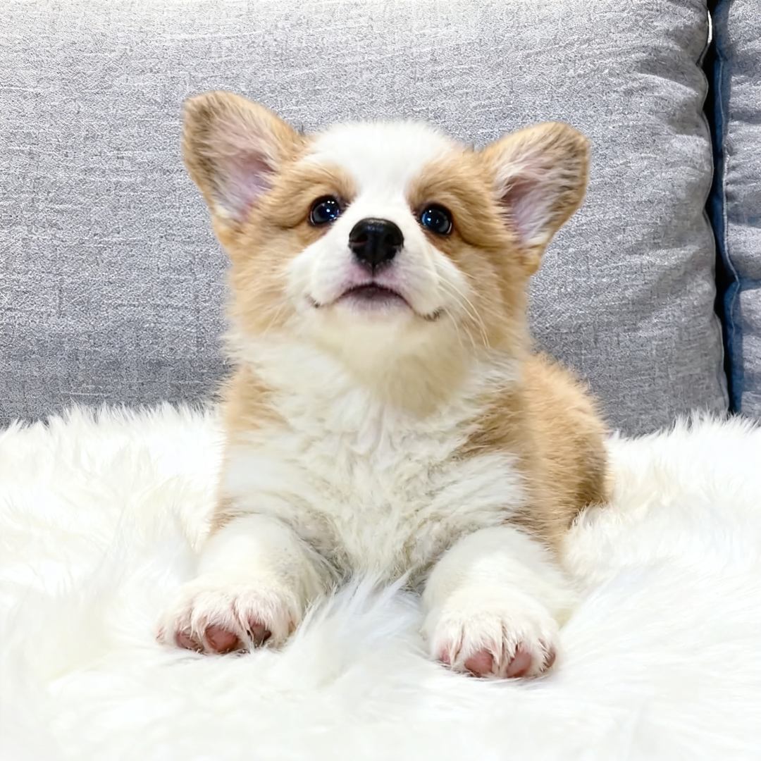 柯基幼犬活体活物威尔士便宜宠物狗两色活泼小狗狗双色小幼崽黑白