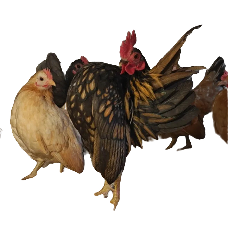 塞拉玛青年鸡各种颜色