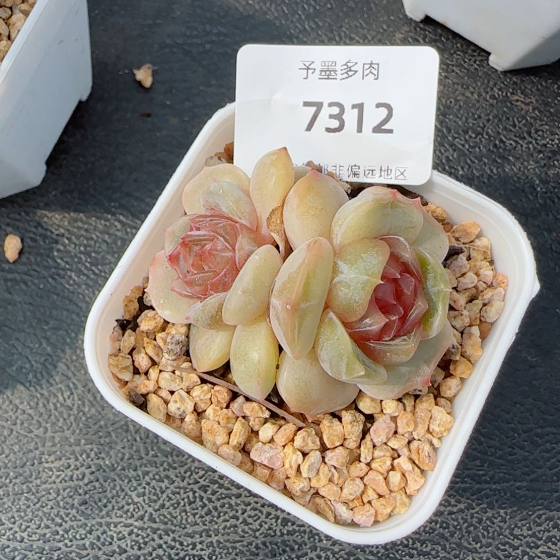 彩恋，7312多肉植物