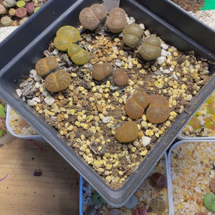 海**枝多肉植物的生长发育61