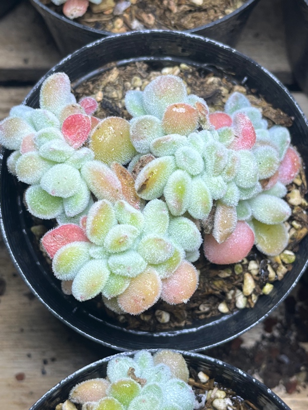 【任意下单即包邮】雪晃星缀化多肉植物7-8厘米，脱土发货