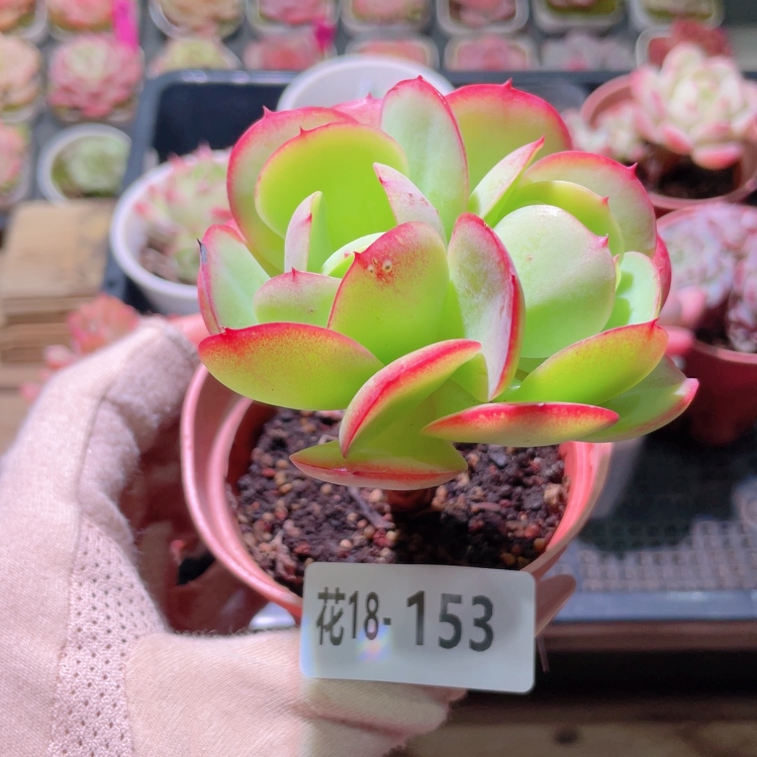 花利美18-153桃花石