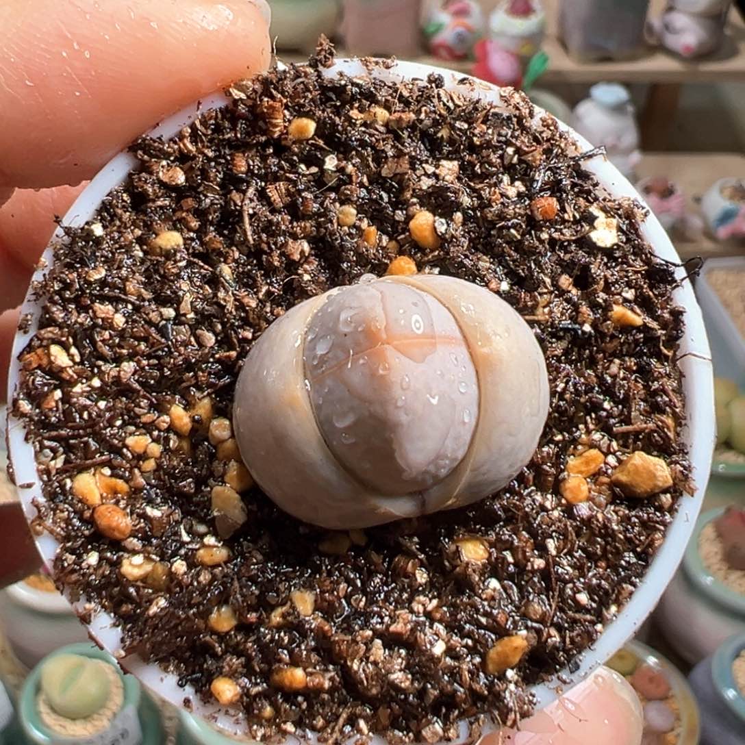 多肉植物224号高尔夫