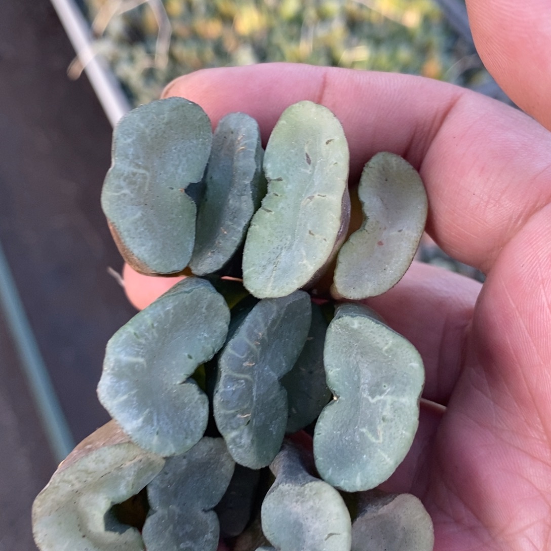 2510  一颗大久保蓝镜玉扇。 