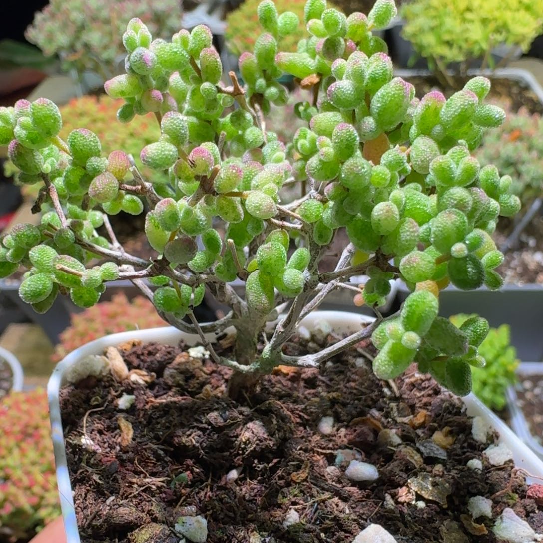 枝干番杏糖球糊斑锦596