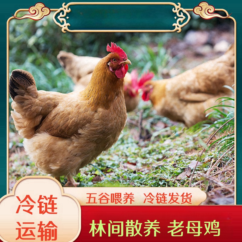 【大山】买4送1 到手5只 农家散养老母鸡 净重10-11斤 带内脏