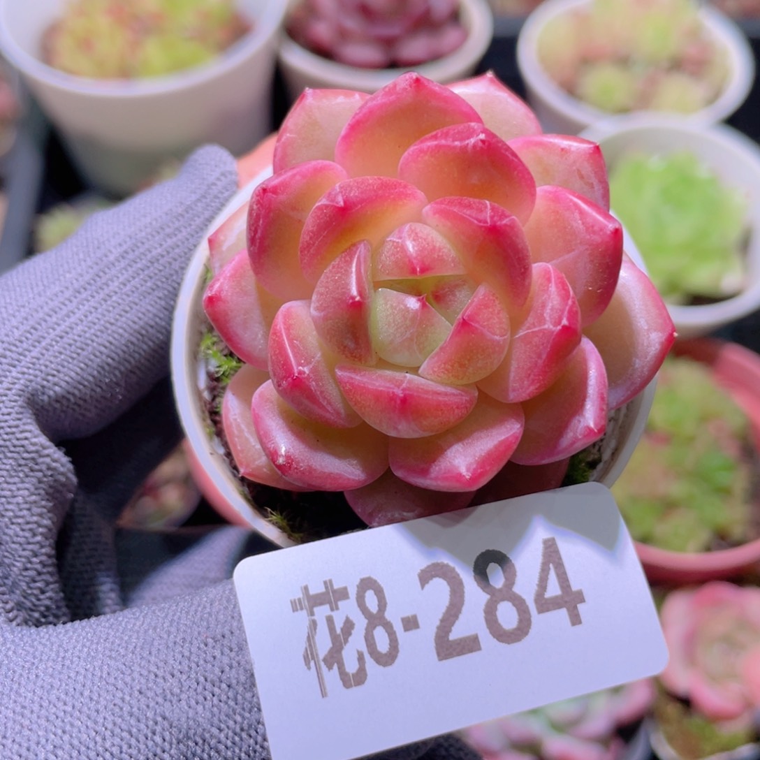 花利美 8-284福利珍妮