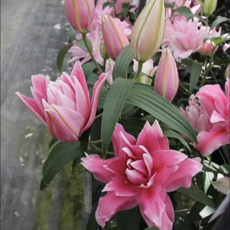 粉巨人重瓣百合水培鲜花有香味百合花花卉
