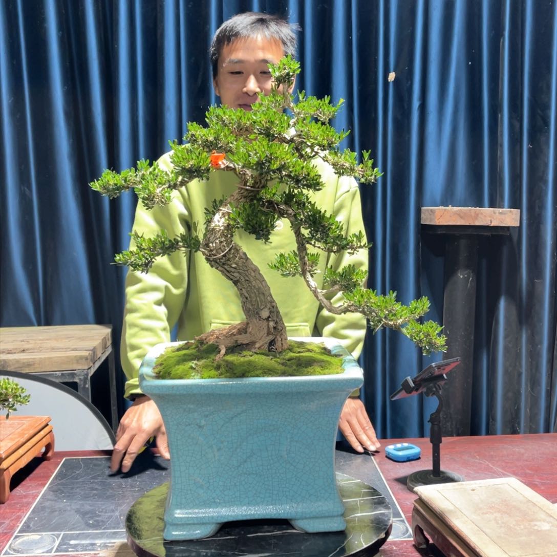 黄杨老桩盆景四季长青