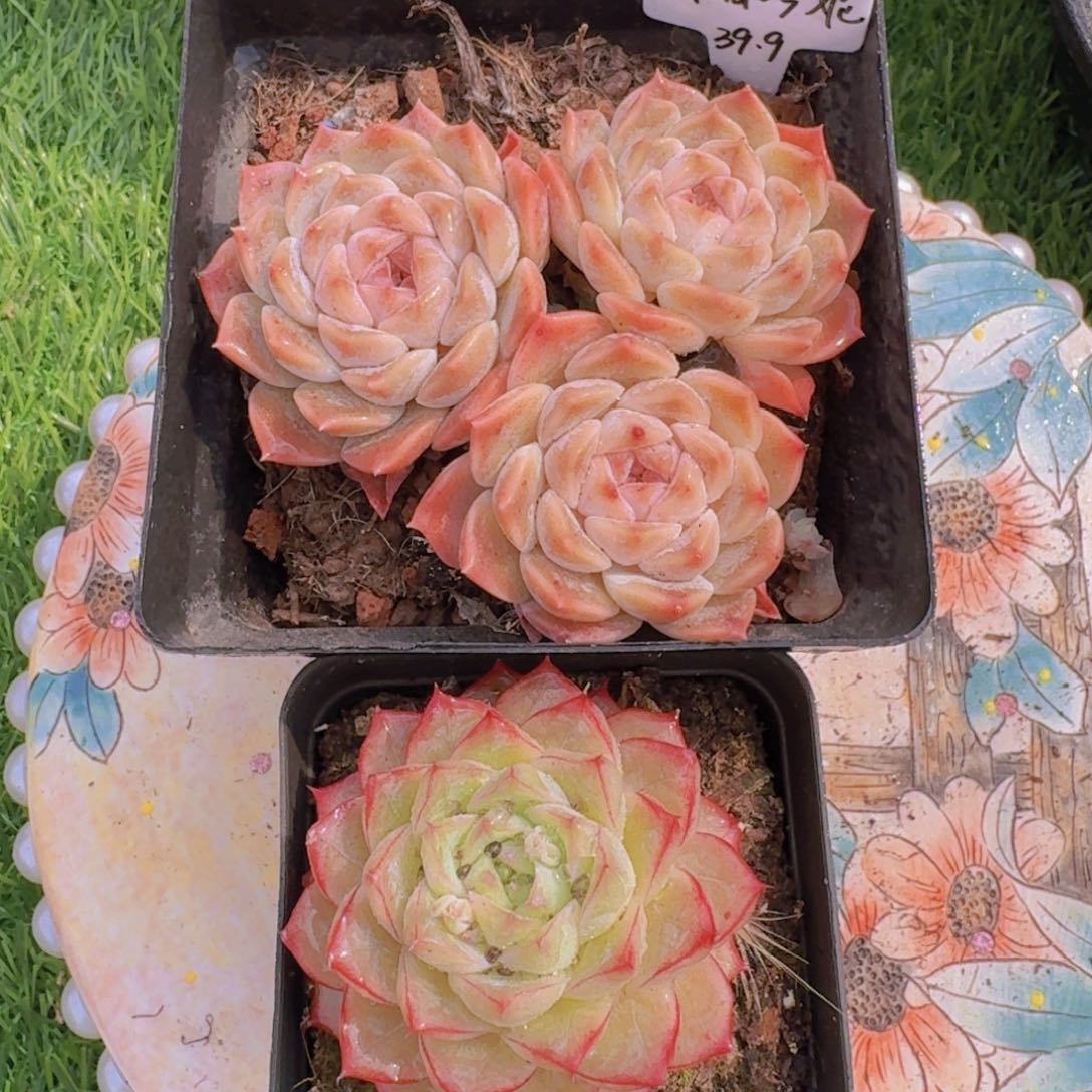买一送一多肉植物