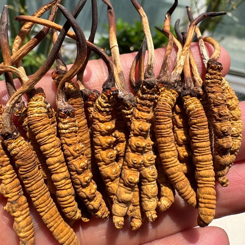 西藏冬虫夏草 3根/克 100根装