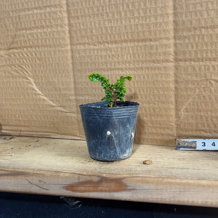 高***伟无花朵初雪。           