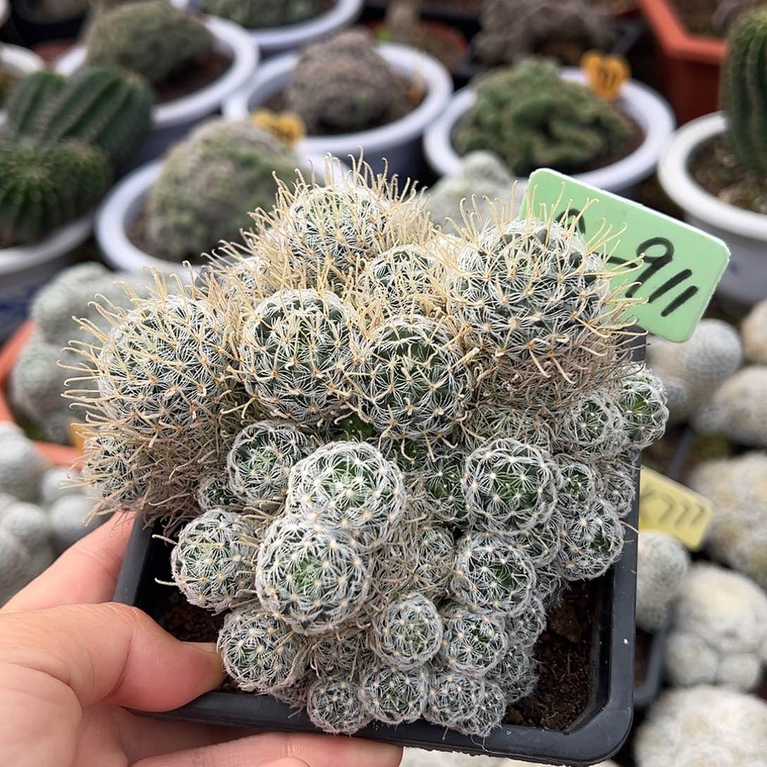 泡泡龙得得得得得得