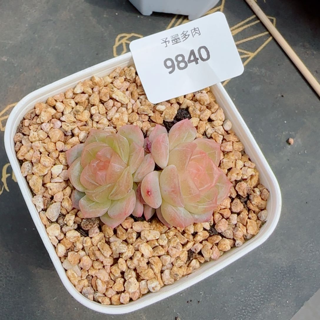 无尽灯，9840多肉植物