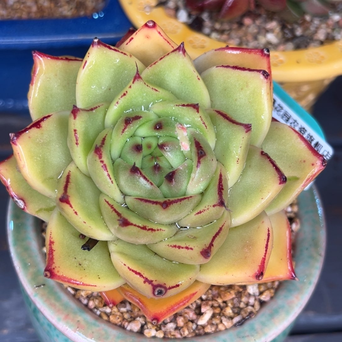 从前慢多肉精选编号0314.243