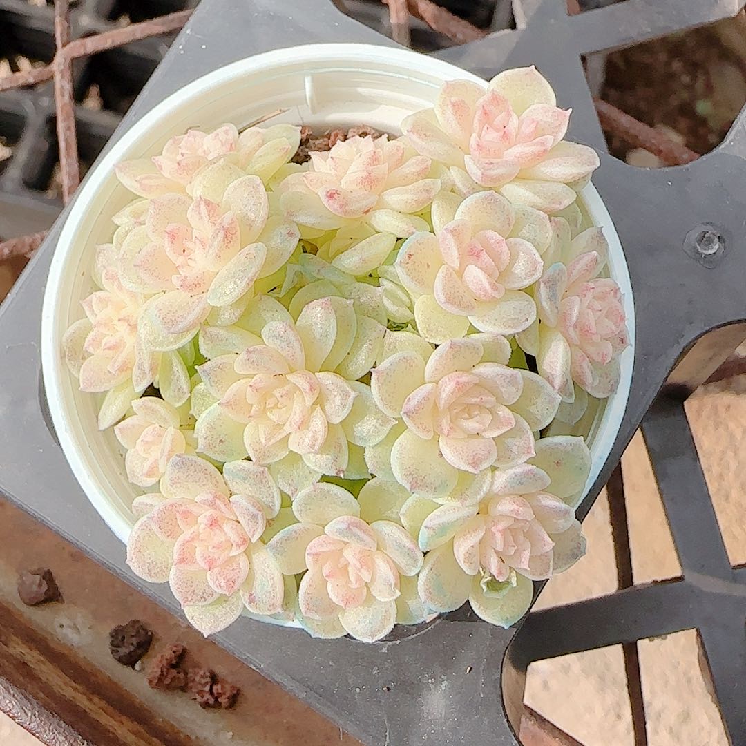 1213-57（若辉-1）优选多肉