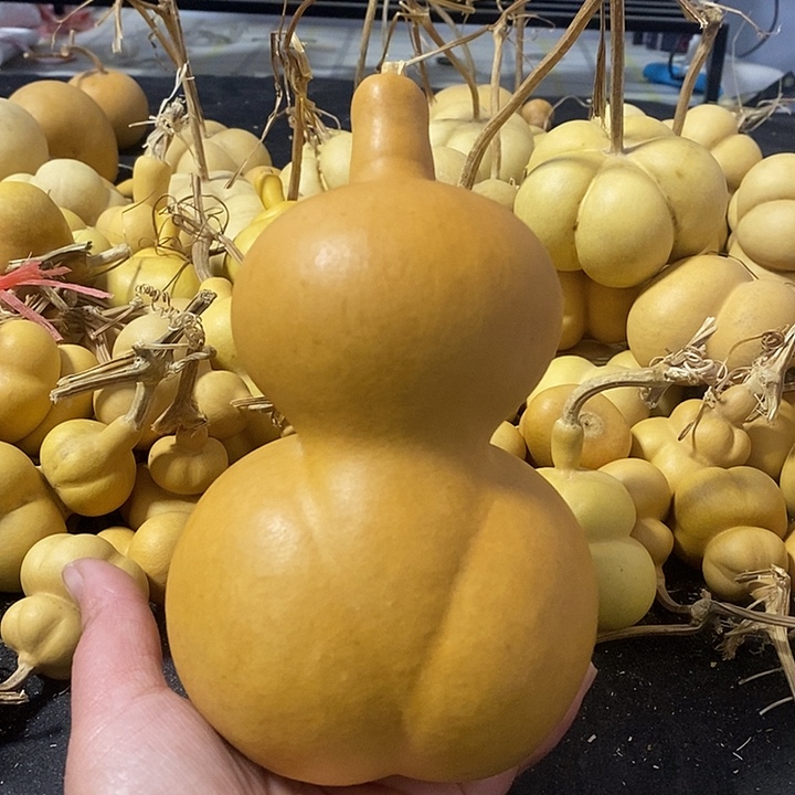 葫芦的颜色很好看