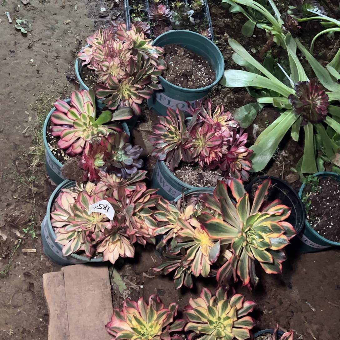 多肉植物魅影10颗