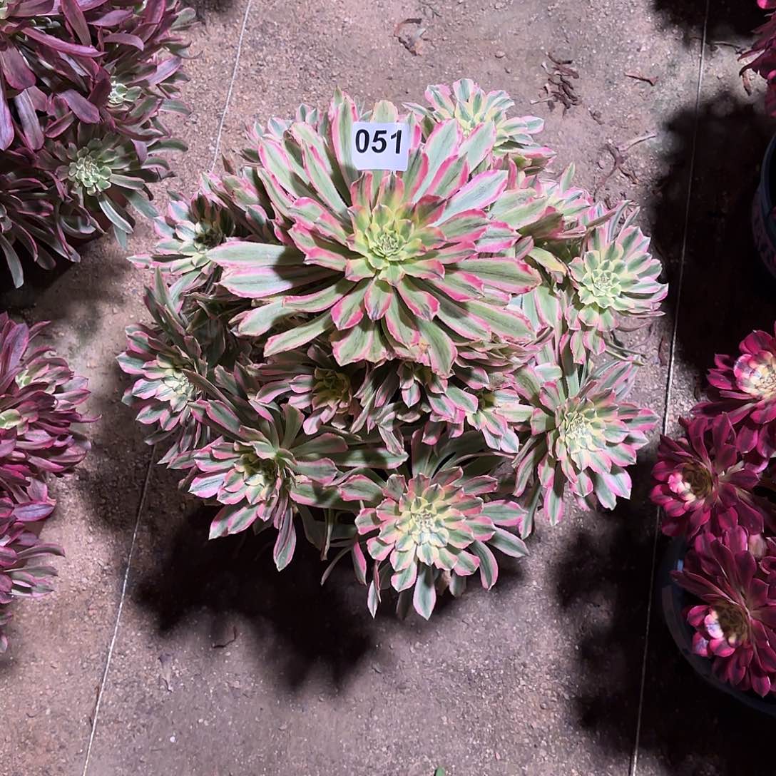 多肉法师粉钻051