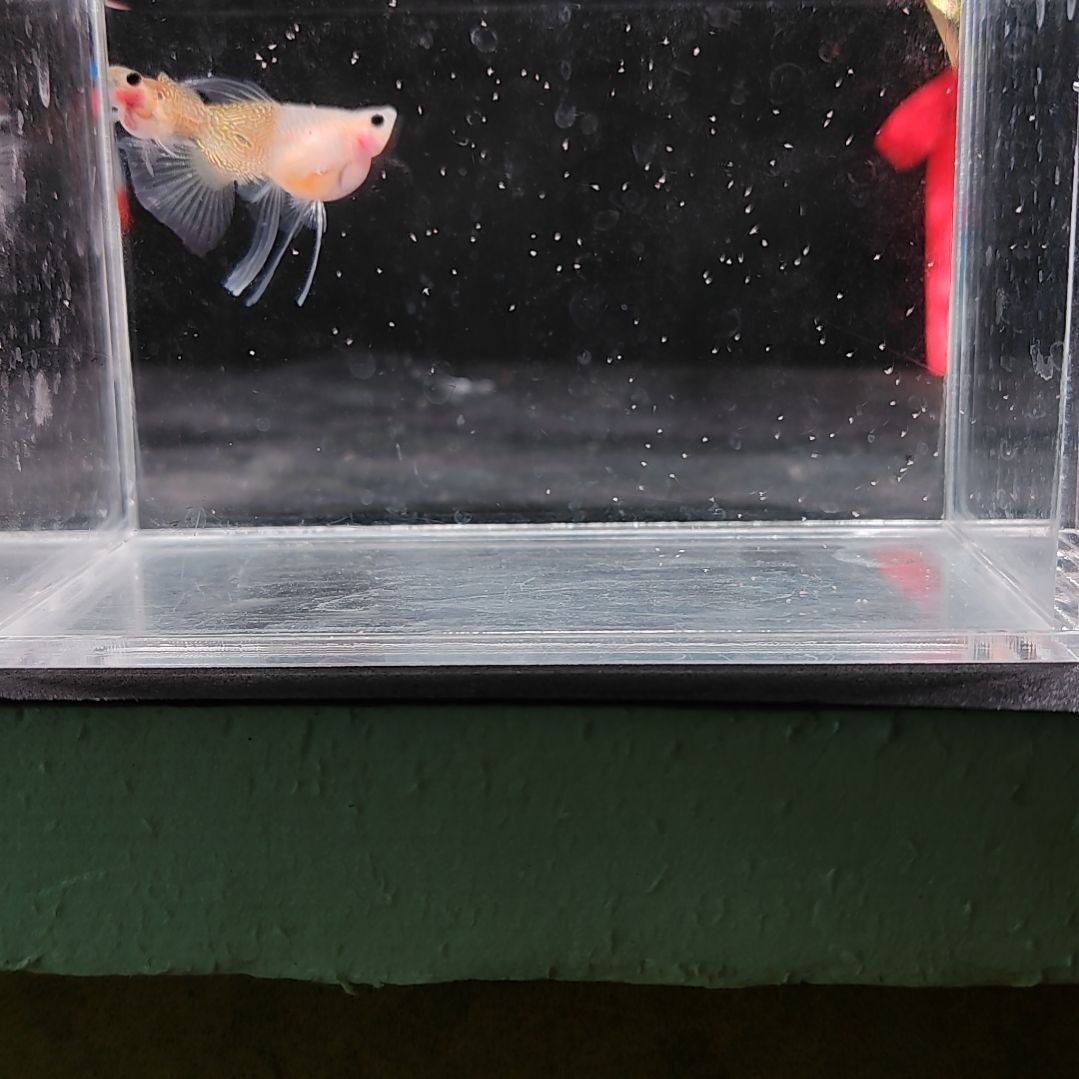 孔雀鱼编号12黄蕾丝玻璃猫球C