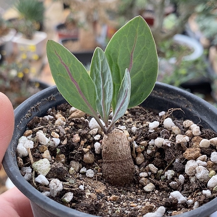 909紫花厚敦菊带盆