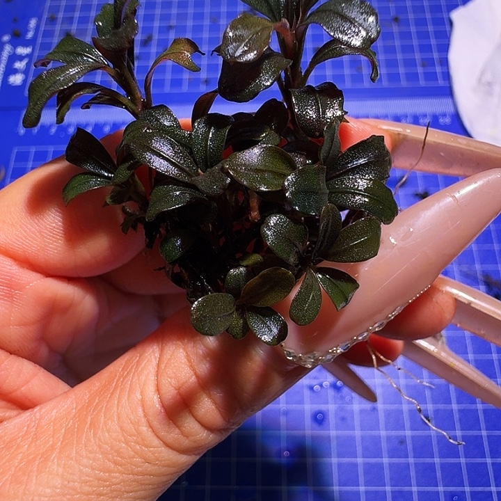 无花朵福利私玉福利一份植物