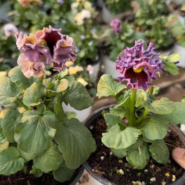 芬***子无花朵L758两棵小苗低于零下5勿拍