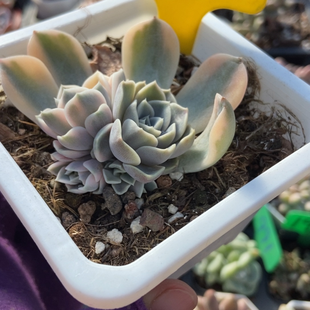 945汉堡锦多肉植物