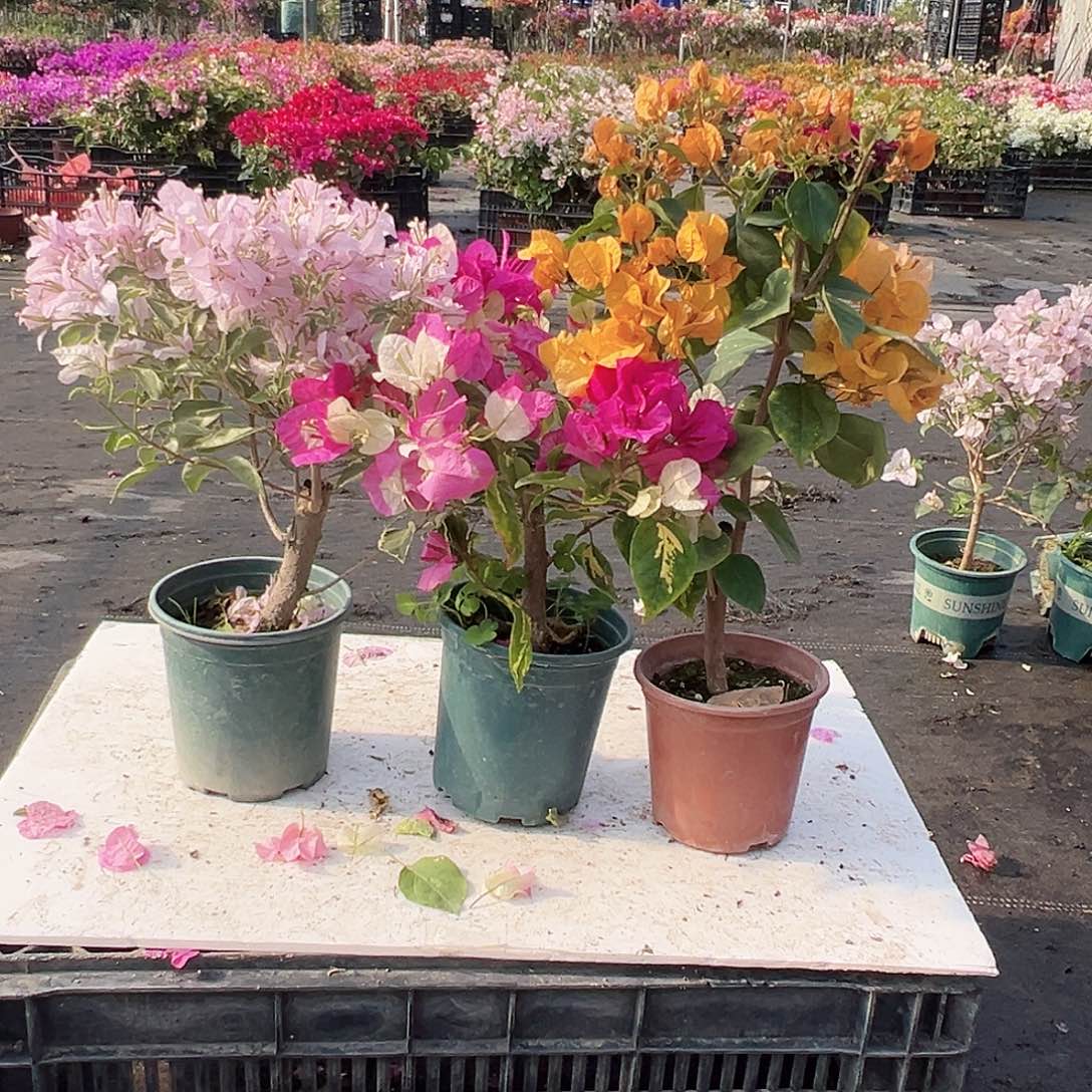 大部分花苞少量开放花叶苹果花，金心双色，加州黄组合