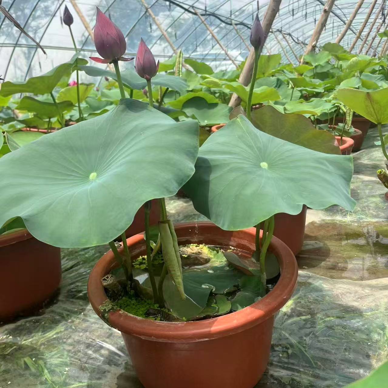 荷花种藕两节带芽发货开花赏花观赏大花大小大型养护种植发货选择