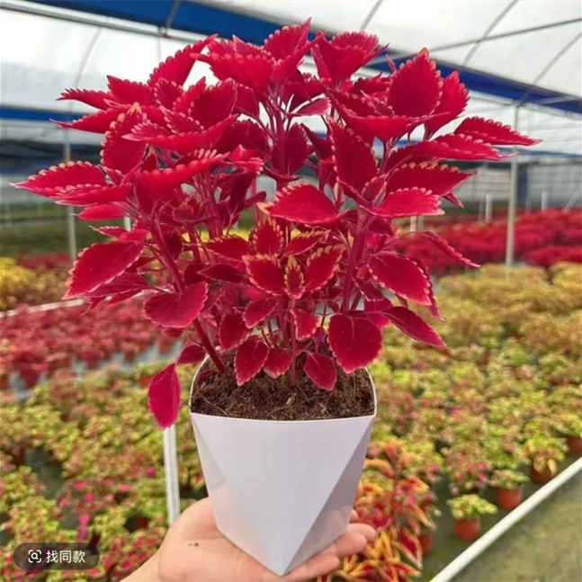 【金边彩叶草】b四季长红阳台庭院彩色斑斓耐寒耐热盆栽绿植送花盆