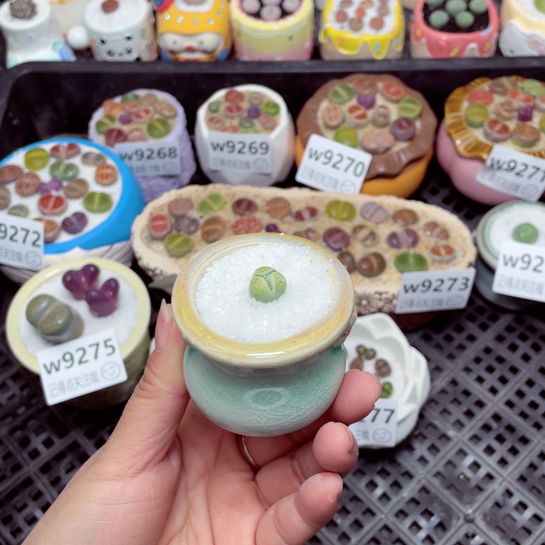 w9278 -零下地区拍保温箱 -15支持寄养