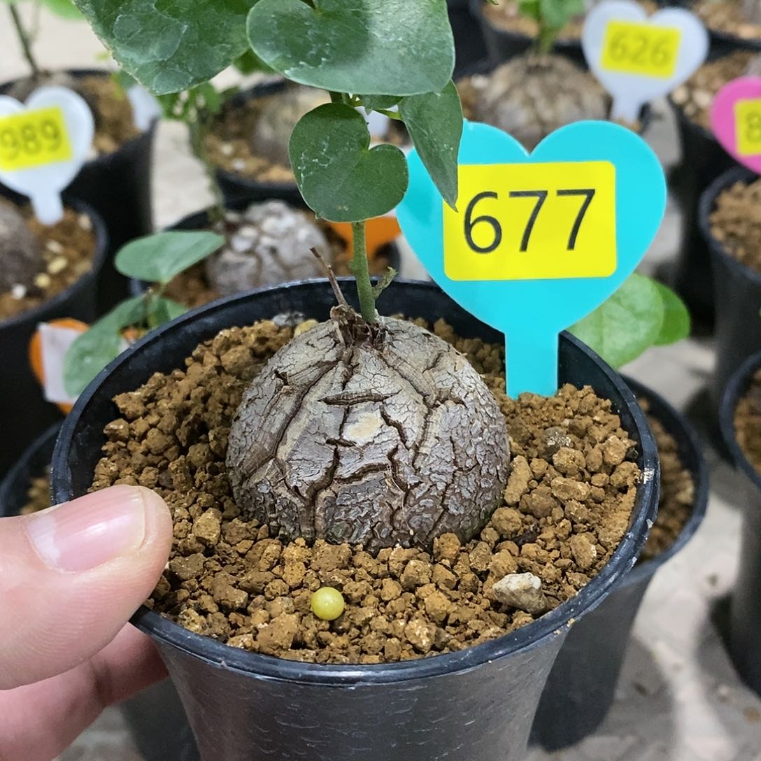 南非龟甲龙龟甲龙