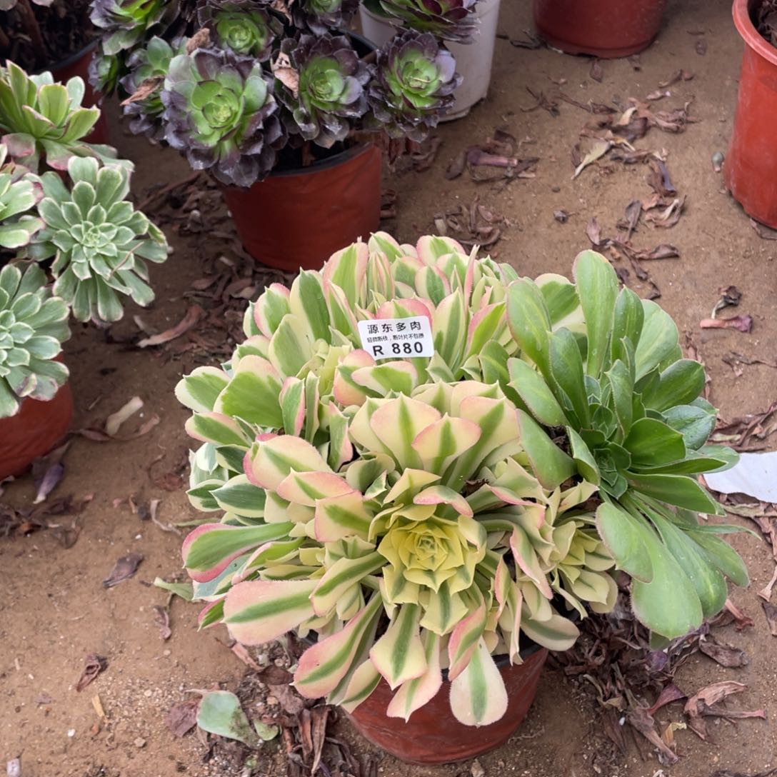 880白凤多肉法师断枝不包