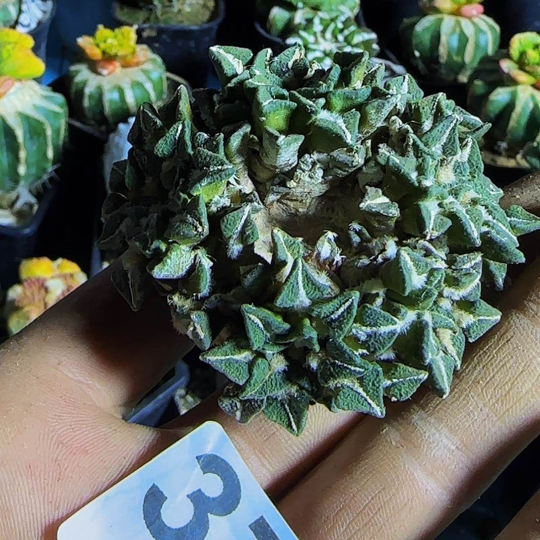 黑牡丹群头371无根的