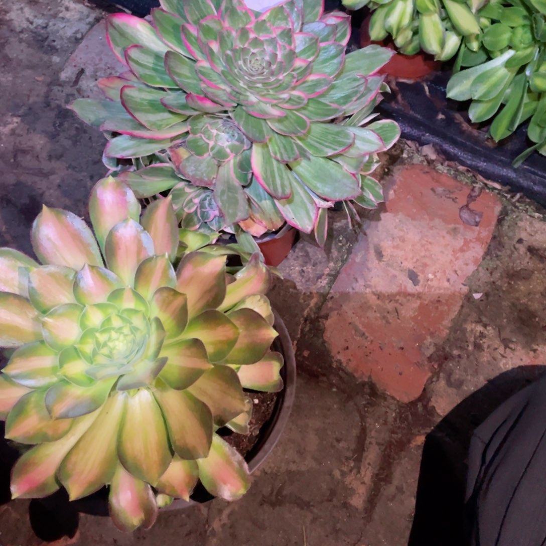 多肉植物组合2颗509